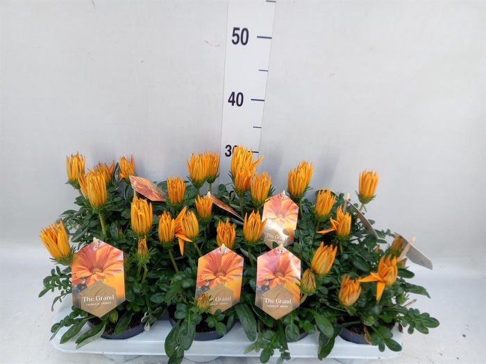 <h4>Gazania splen. 'Giant Deep Orange'</h4>