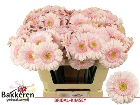 Ge Mi Bridal Kimsey