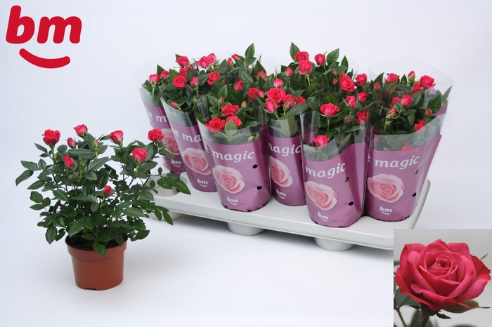 <h4>ROSA PURPLE JEWEL</h4>