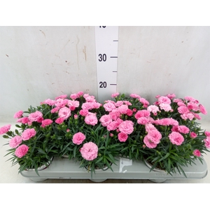 Dianthus  'I Love U'