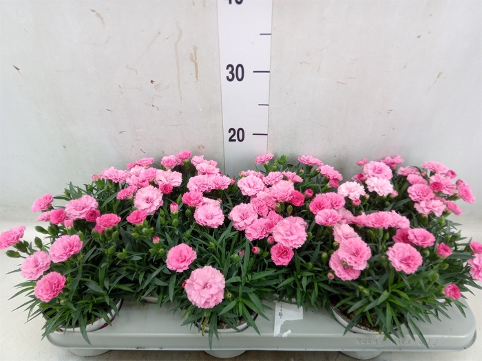 <h4>Dianthus  'I Love U'</h4>