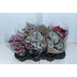 BEGONIA BELEAF P15 PO