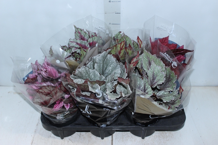 <h4>BEGONIA BELEAF P15 PO</h4>