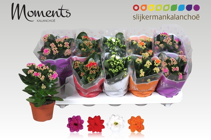 <h4>KAL GE GEM 4 KL</h4>