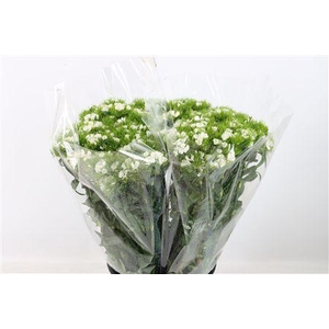 DI BARB S WILL WHITE EXTRA