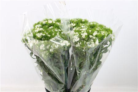 <h4>DI BARB S WILL WHITE EXTRA</h4>