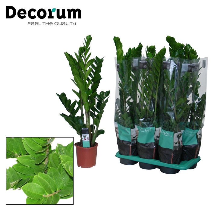 <h4>Zamioculcas 17 cm 5+ veren (Decorum)</h4>