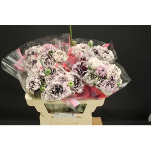 Ran Brushmark Estrada 50cm