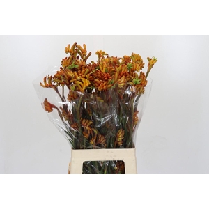 Anigozanthos Flavidus Bush Tango