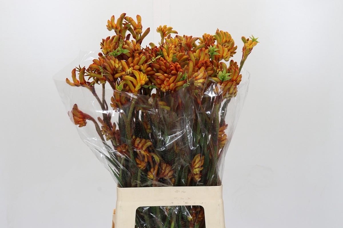 <h4>Anigozanthos Flavidus Bush Tango</h4>