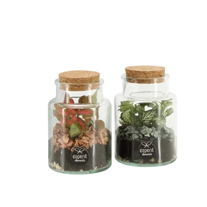 90834: Terrarium arrangement