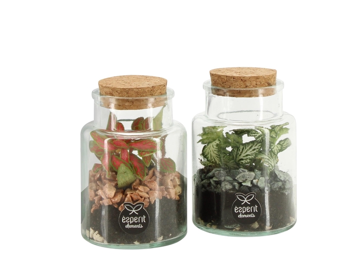 <h4>90834: Terrarium arrangement</h4>