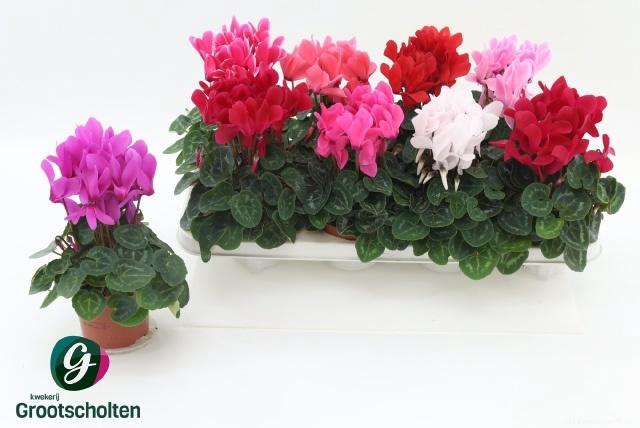 <h4>CYCL MD SUP MACRO</h4>