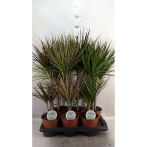 Dracaena