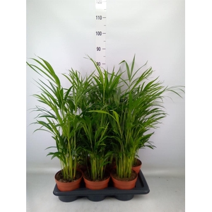 Dypsis lutescens   ...Chrysalidoca