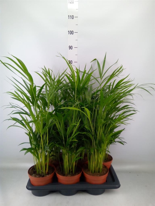 <h4>Dypsis lutescens   ...Chrysalidoca</h4>