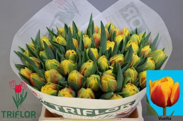 <h4>TU DU VUELTA</h4>