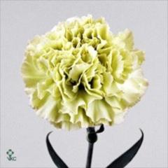 <h4>Di St Prado</h4>