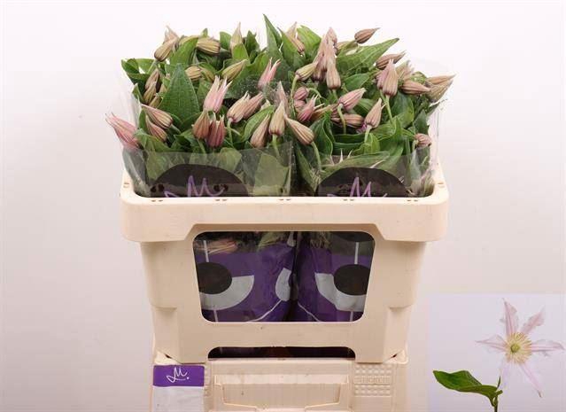 <h4>CLEMATIS AMAZING KANSAS</h4>