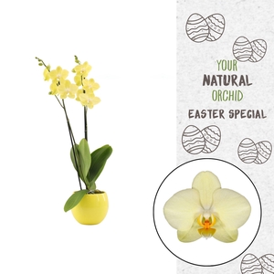 Your Natural Orchid | Savona in Lisa geel | Phalaenopsis 2 spike