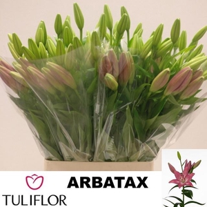 LI LA ARBATAX