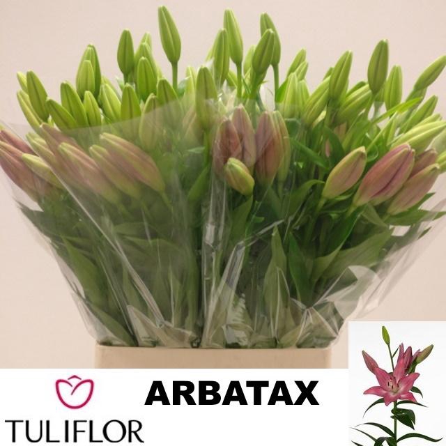 <h4>LI LA ARBATAX</h4>