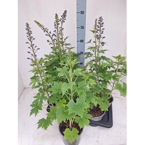 DELP EL MAG FOUNTAIN