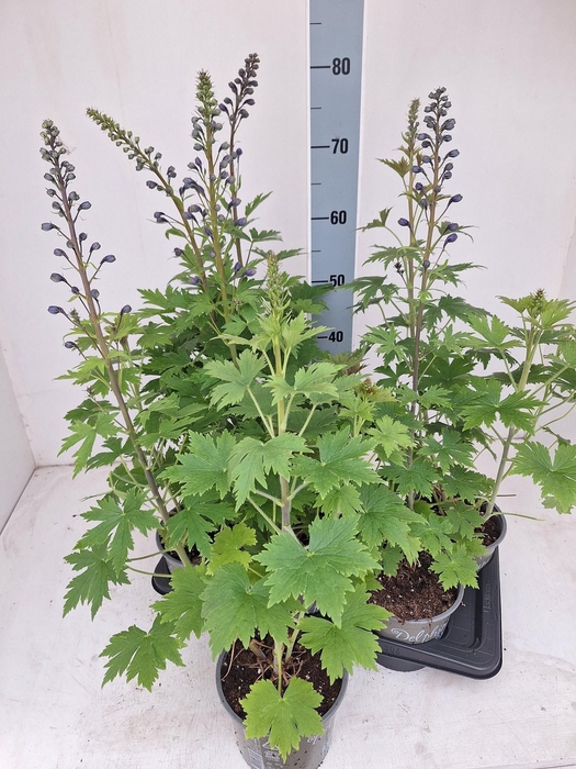 <h4>DELP EL MAG FOUNTAIN</h4>