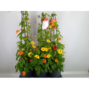 Thunbergia   ...mix 3