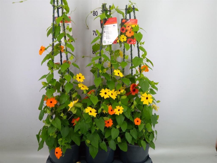 <h4>Thunbergia   ...mix 3</h4>