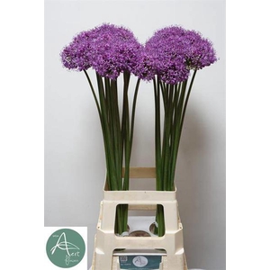 Allium Statos Aert Flowers