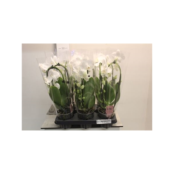 <h4>Phal El Cascade 2 Branches 16+</h4>