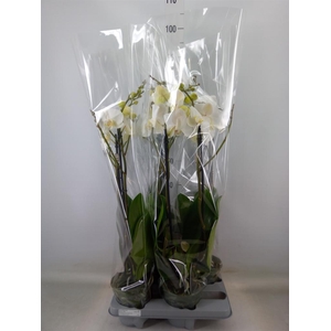 Phalaenopsis   ...white