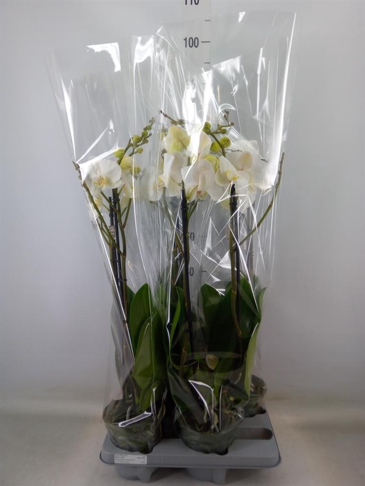 <h4>Phalaenopsis   ...white</h4>