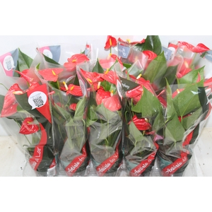 ANTHURIUM ESUDO P12