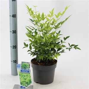 Nandina domestica Lemon & Lime ('Lemlim'PBR)