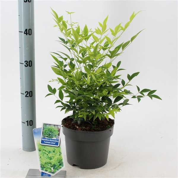 <h4>Nandina domestica Lemon & Lime ('Lemlim'PBR)</h4>