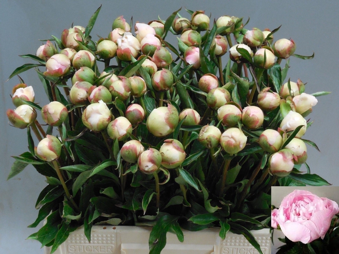 <h4>PAEO L ALERTIE</h4>