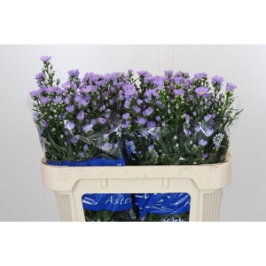 ASTER UNIV. 'CASSANDRA'
