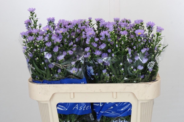 <h4>ASTER UNIV. 'CASSANDRA'</h4>