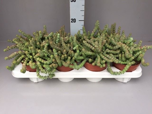 <h4>Crassula marnieriana</h4>