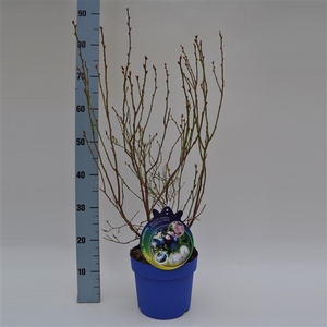 Vaccinium corymbosum Bluegold