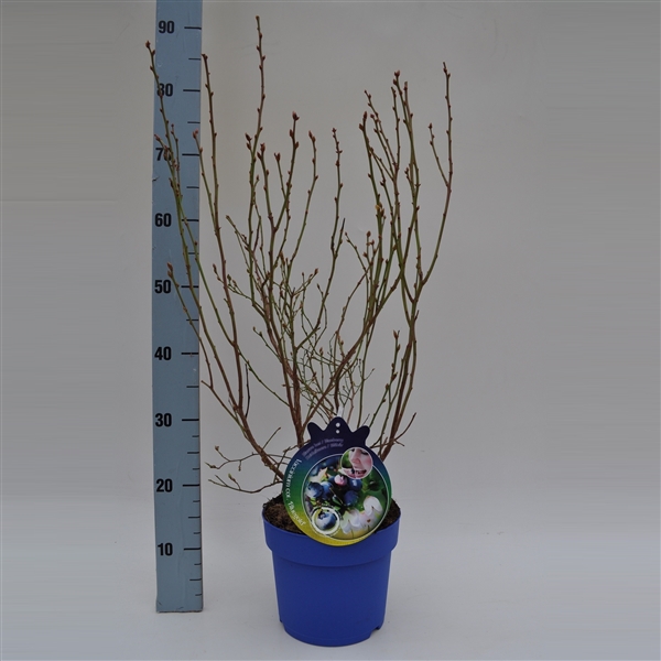 <h4>Vaccinium corymbosum Bluegold</h4>