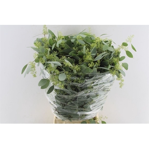 Euca Populus Berry 300 Gram
