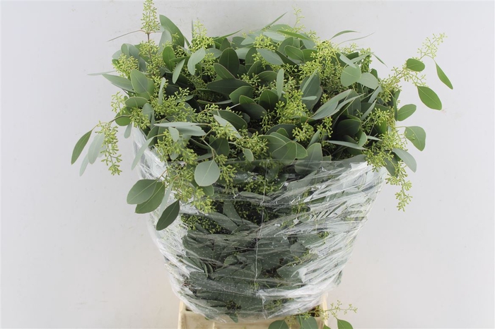 <h4>Euca Populus Berry 300 Gram</h4>