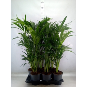 Howea forsteriana