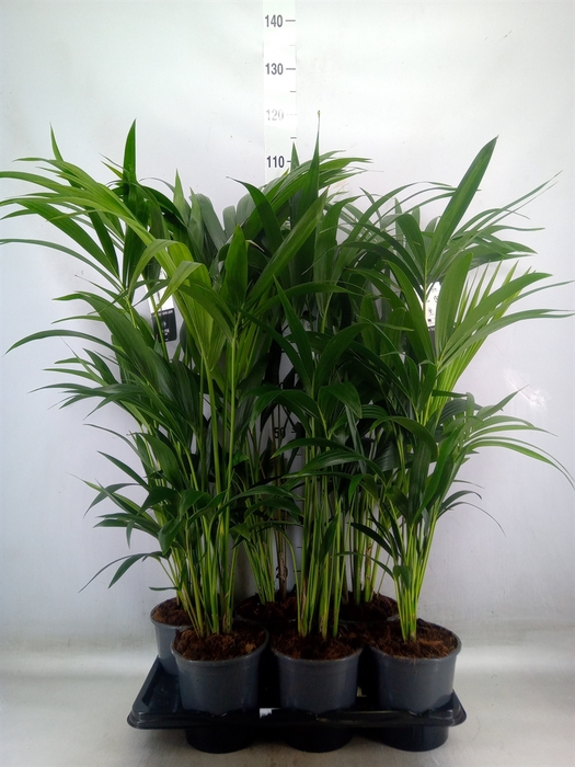 <h4>Howea forsteriana</h4>