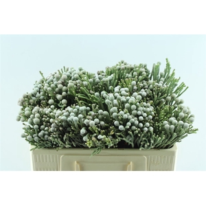 Kaaps Silver Brunia