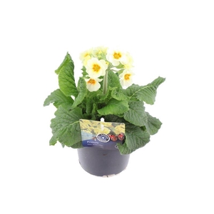 Primula elatior Cream Orange Eye