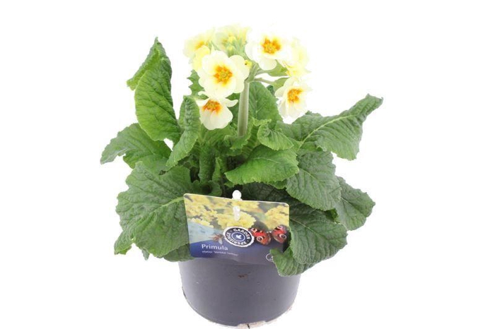 <h4>Primula elatior Cream Orange Eye</h4>
